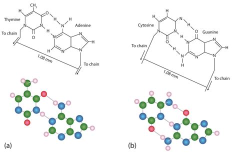 117 Dna Replication The Double Helix And Protein Synthesis Chemistry Libretexts