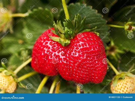 Ripe Strawberry Plant Stock Photo Image 8821120