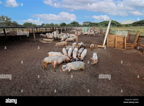 Pigs Feeding In Pens On A Rural Pig Farm Of Rural Namibia Stock Photo