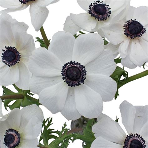 White With Dark Centers Fresh Cut Anemones