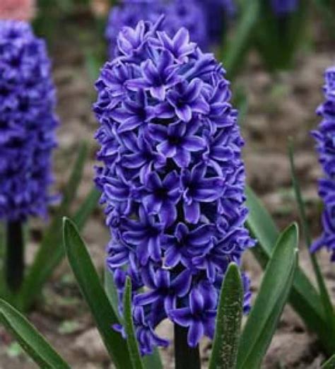 Make Your Own Organic Blue Fabric Dyes Hyacinth Flower Pictures