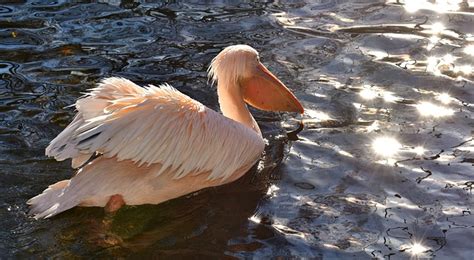 Pelican Bird Beak - Free photo on Pixabay - Pixabay