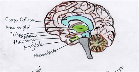 Neuropsicolog A Unidad Corteza Cerebral Y Complejidad Humana El