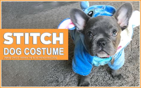 Stitch Dog Costume - Stun Everyone At The Dog Park! - Dogbells