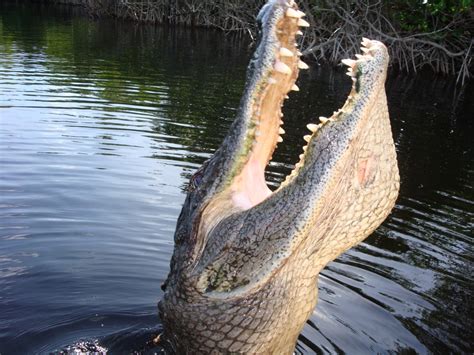 Key West Road-trip: Everglades Airboat Tour