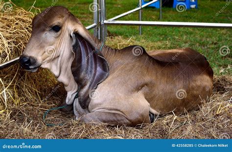 Brahman Calf stock image. Image of animal, mammal, environment - 42558285