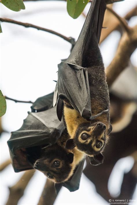 Spectacled Flying Fox Cairns Australia Flyingfox Bats Nature Wildlife Australia