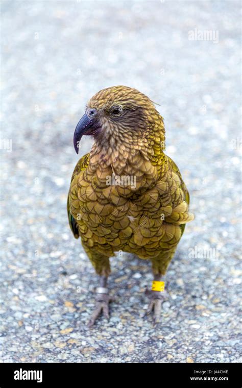 Kea Bird Hi Res Stock Photography And Images Alamy