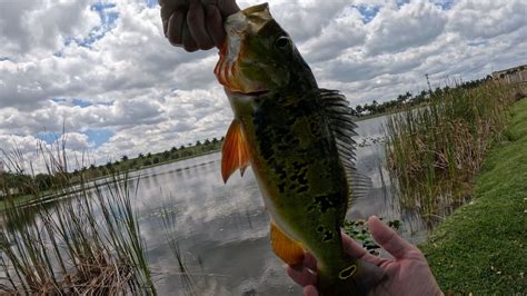 Catching Peacock Bass And Losing Gar In South Florida Youtube