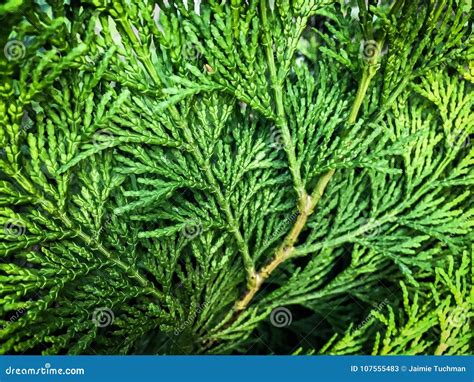 Evergreen leaf stock image. Image of pine, evergreen - 107555483