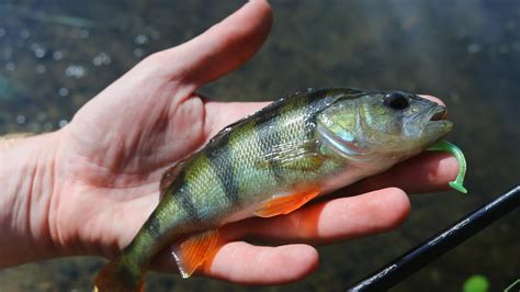 Jiggen Am Kanal Angeln Auf Barsch Mit Gummifisch Streetstyle Fishing