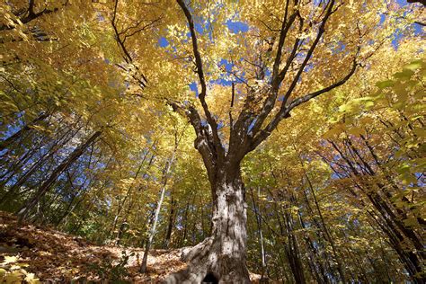 Maple Forest Photograph By Mircea Costina Photography