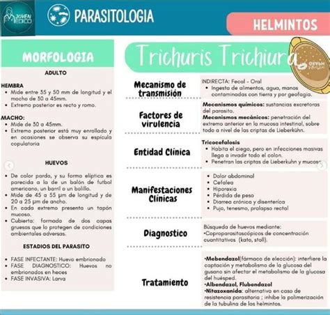 Trichuris Triicura Yudoc Org Udocz