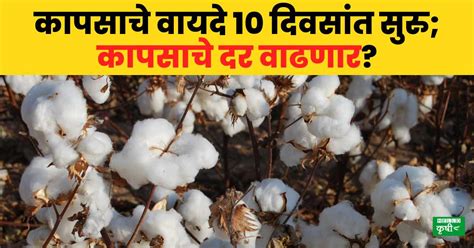 Cotton Market कापसाचे वायदे 10 दिवसांत होणार सुरु Sebi ने बंदी हटवल्याने कापसाचे दर वाढणार