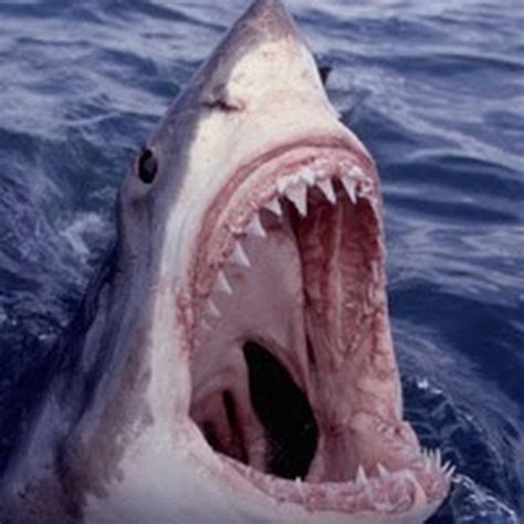 Awesome Shark - YouTube