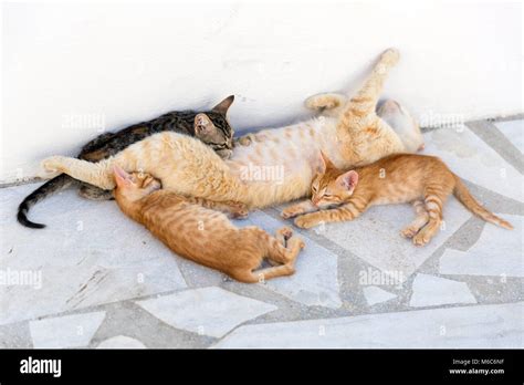 Kittens with mom relaxing and sleeping Stock Photo - Alamy