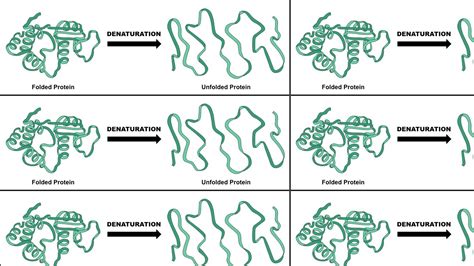 Denatured Protein