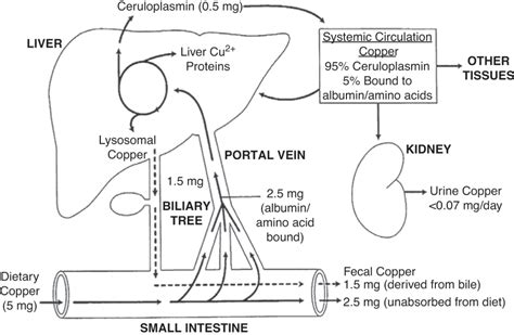 Chapter 28 Copper Metabolism And Copper Storage Disorders In Children