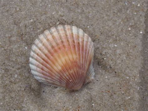 Scallop Shells Warm Colors By Mary O Malley Joyce Artwork Archive