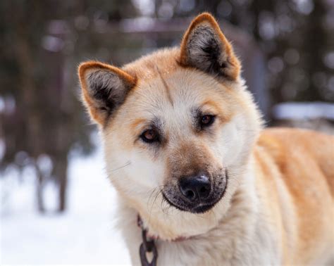 Free Images : working, animal, canine, looking, pet, portrait, usa