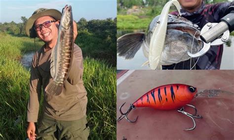 Soal Jawab Mancing Mohon Share Lure Terbaik Untuk Pujuk Toman Monster