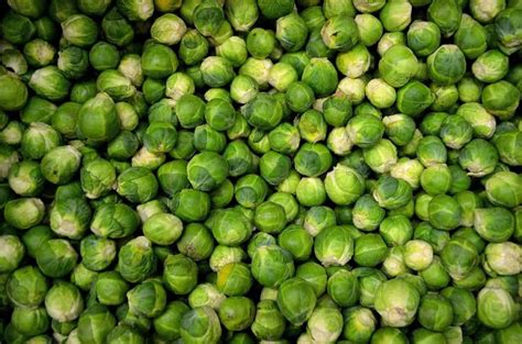 19 Common Brussels Sprouts Plant Problems How To Fix Them Solutions And Treatment