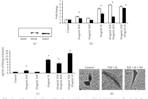 Figure From Cytokines And Growth Factors Stimulate Hyaluronan