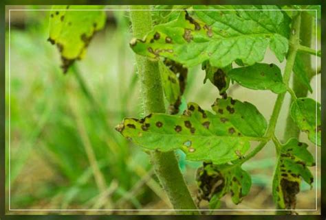 Black Spot On Leaves Causes And Treatment Al Ardh Alkhadra