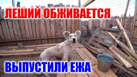 СПАСЕННЫЙ ПЕС ОБЖИВАЕТСЯ В ПРИЮТЕ ! ВСТРЕЧАЕМ ГОСТЕЙ ! ПРОДОЛЖАЕМ ...