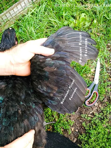 How To Clip Chickens Wings Easy Feather Clipping Homestead Acres