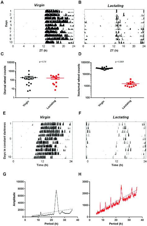 Voluntary Running Wheel Behavior In Virgin And Lactating Mice A D