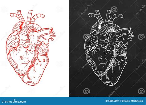 Heart, Natural Heart, Sketch Heart Stock Vector - Illustration of ...