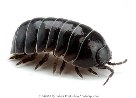 Stock Photo Of Common Pill Bug Woodlouse Armadillidium Vulgare On