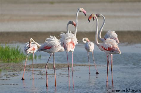 Greater Flamingo Phoenicopterus Roseus Como