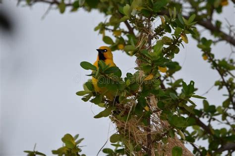 Yellow Oriole Bird Stock Image Image Of Prairie Agriculture 244415119