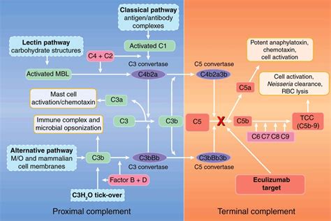 Targeted Blockade Of Complement Protein C5the Complement Cascade Can