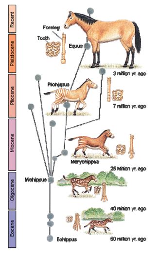 Horse Family and Its Evolution - 914 Words | Term Paper Example