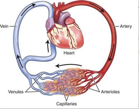 The Cardiovascular System Diagram Quizlet