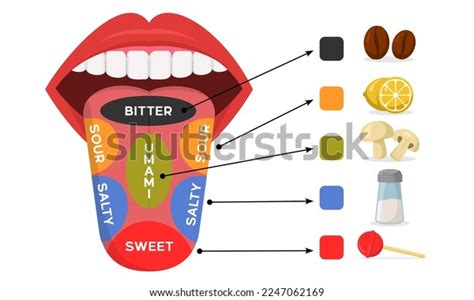 Diagram Human Taste Areas Taste Receptors Stock Vector (Royalty Free) 2247062169 | Shutterstock