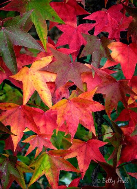 sweet gum leaves – Betty Hall Photography