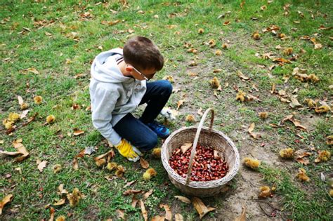 Raccogliere Castagne Con I Bambini A Camaldoli La Luna Di Carta