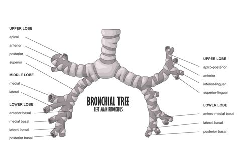 Anatomia Da Arvore Bronquica - Árvore brônquica esquerda anatomia humana brônquio principal | Vetor ...