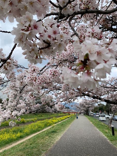 佐奈川堤の桜 ぐるっと豊川 豊川市観光協会