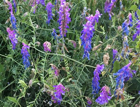 Cow Vetch – Herbidacious