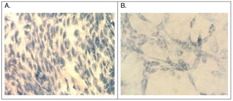 Staining Of Tendon Derived Cells With A Methylene Blue Or B Mtt