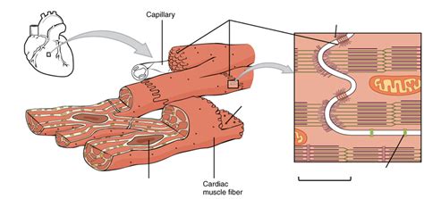 Cardiac Muscle | Quiz