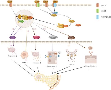 Frontiers Regulatory Role And Potential Importance Of Gdf In