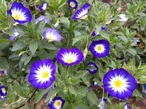 Convolvulus Tricolor - Local Seeds