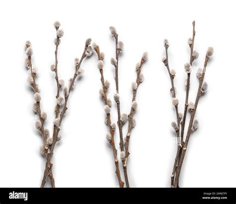 Pussy Willow Branches Isolated On White Background Stock Photo Alamy