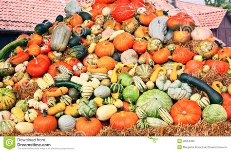 Colorful Pumpkins Collection Stock Image Image Of Colorful Life